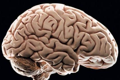 Bir bilgisayara bağlı insan beyin hücrelerinden oluşan organoidler, konuşma tanımanın çok temel bir biçimini gerçekleştirmek için kullanıldı.